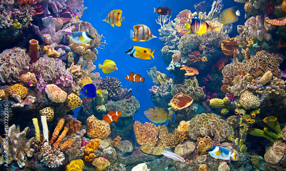 Aquariums